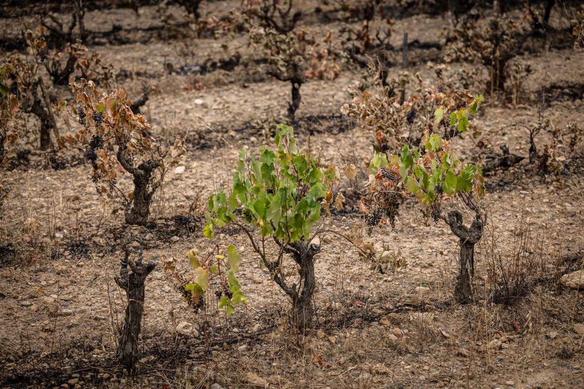French Wine Production Hit by Summer Heat Waves and Wildfires