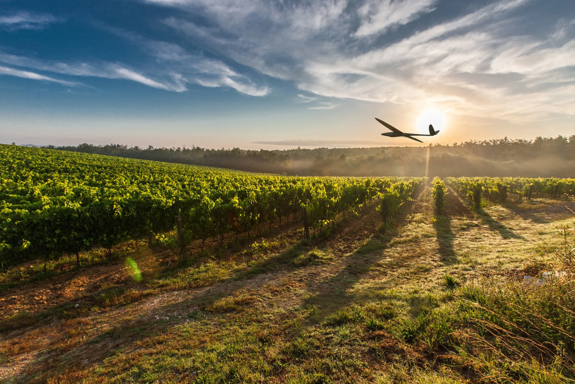 A Delair-Tech drone flies over a vineyard.