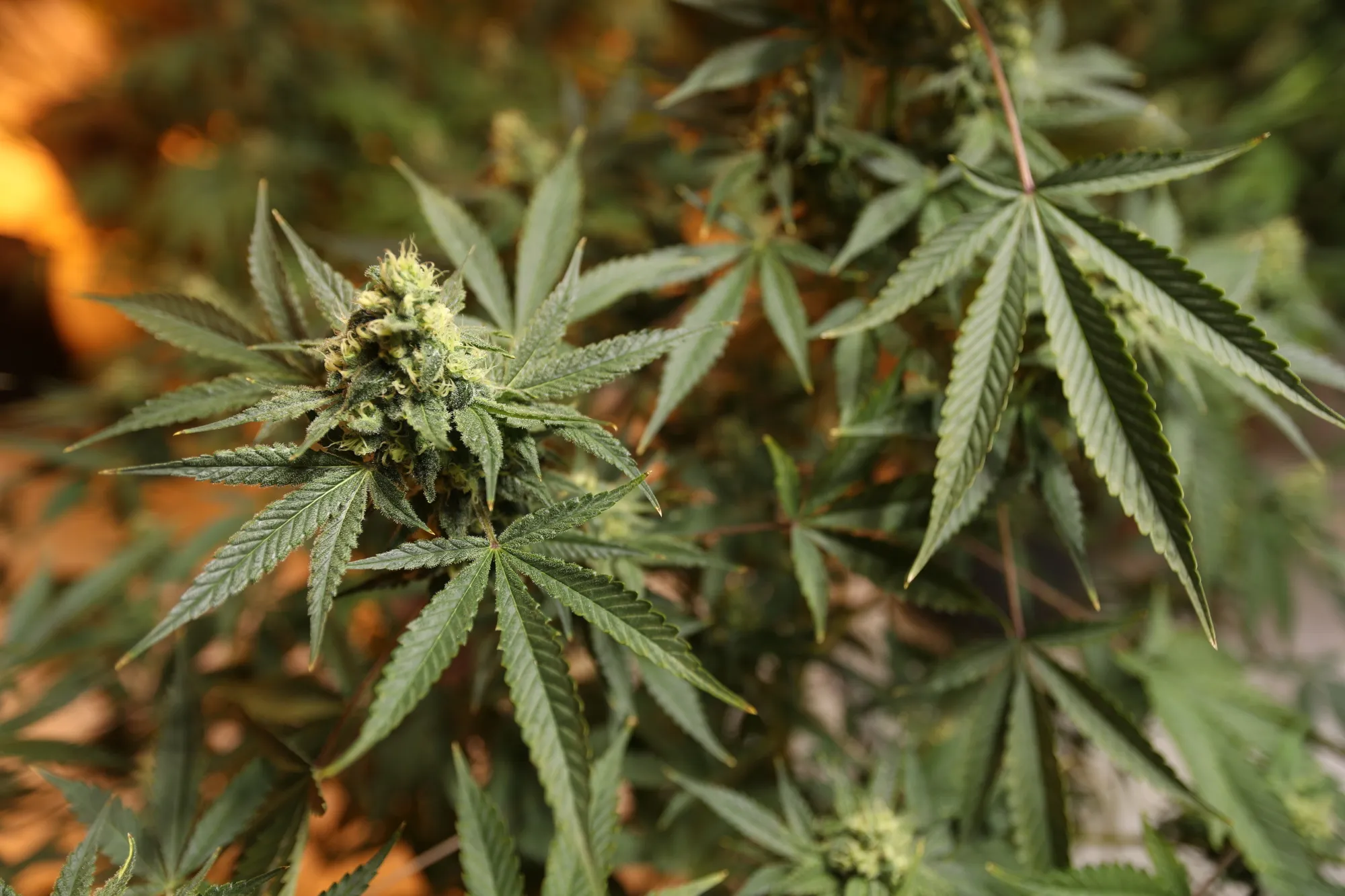 Marijuana plants grow at a Bonify facility in Winnipeg, Manitoba, Canada, on Wednesday, July 12, 2017. A year before recreational cannabis is expected to become legal in Canada, there's an explosion in companies cultivating the stuff. Some 51 enterprises have gotten the green light to grow pot, and 815 applicants are in the queue.