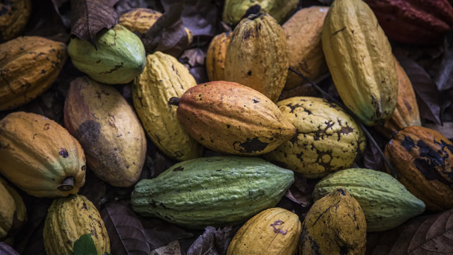 Cocoa fruit sit on the ground during harvesting.
