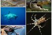 Australia’s Deadliest Animals Are No Match for America’s Guns