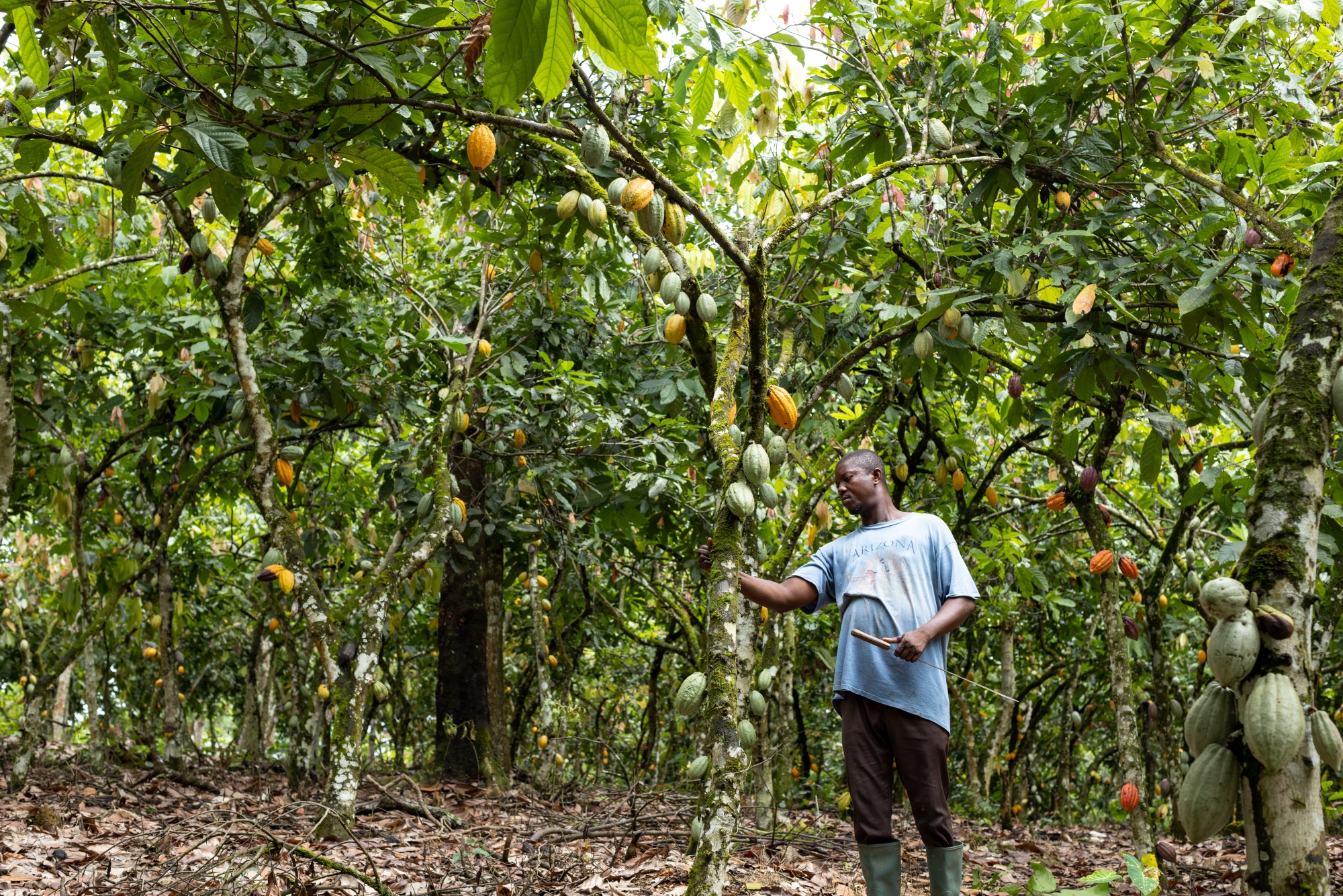 Michael Acheampong inspects cocoa trees&nbsp;for black pod disease at his&nbsp;farm in&nbsp;Kwabeng, Ghana.