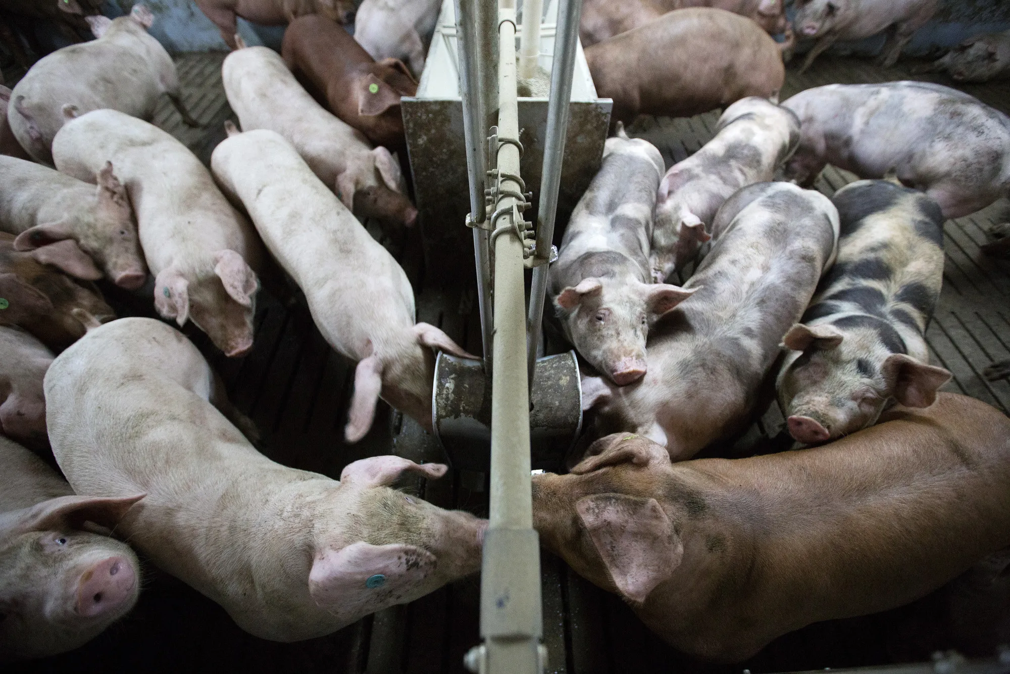 Pig Farming As Russia Increases Food Security