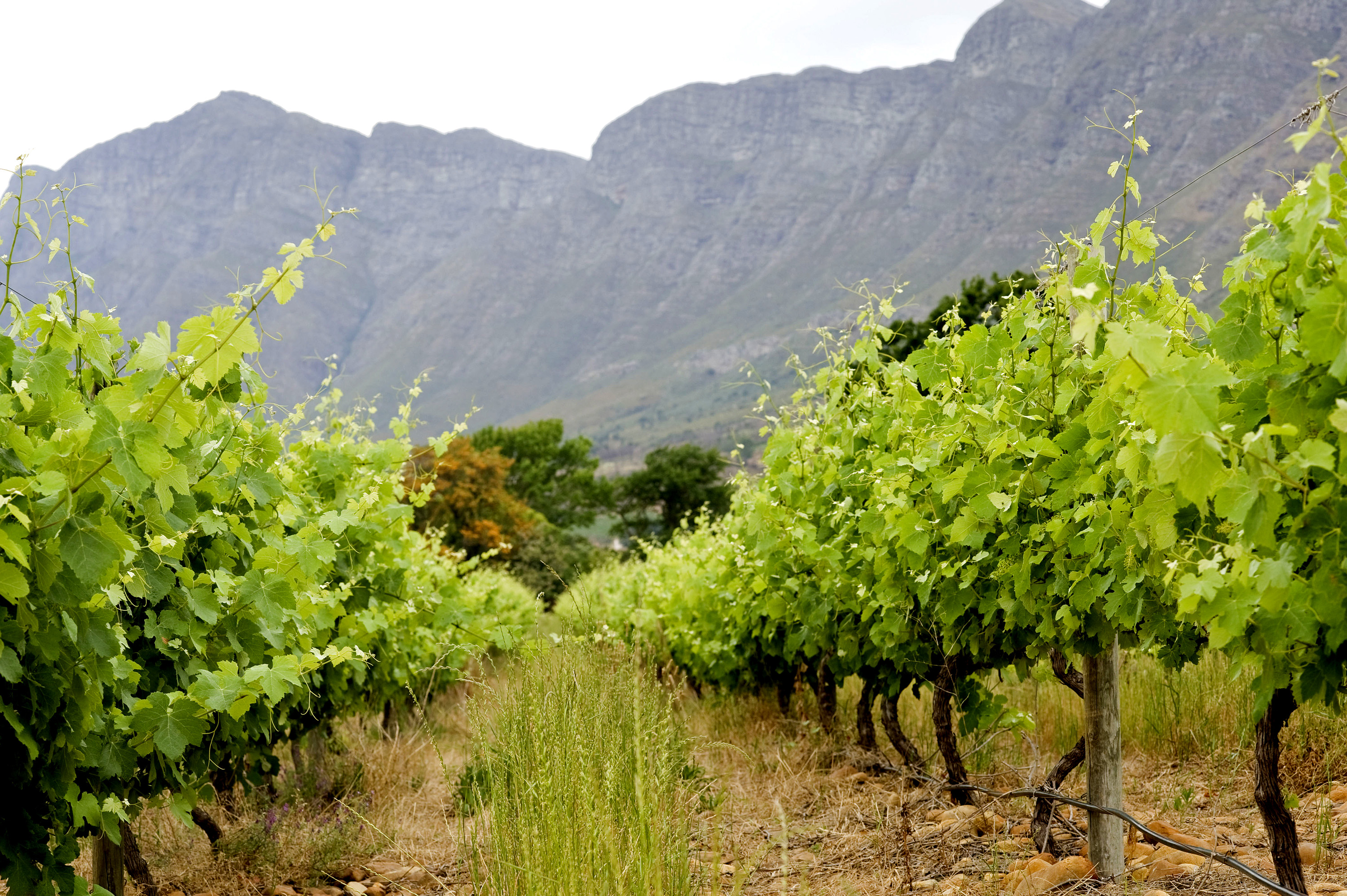 South Africa Wine Exports Setting Records on China Demand Bloomberg