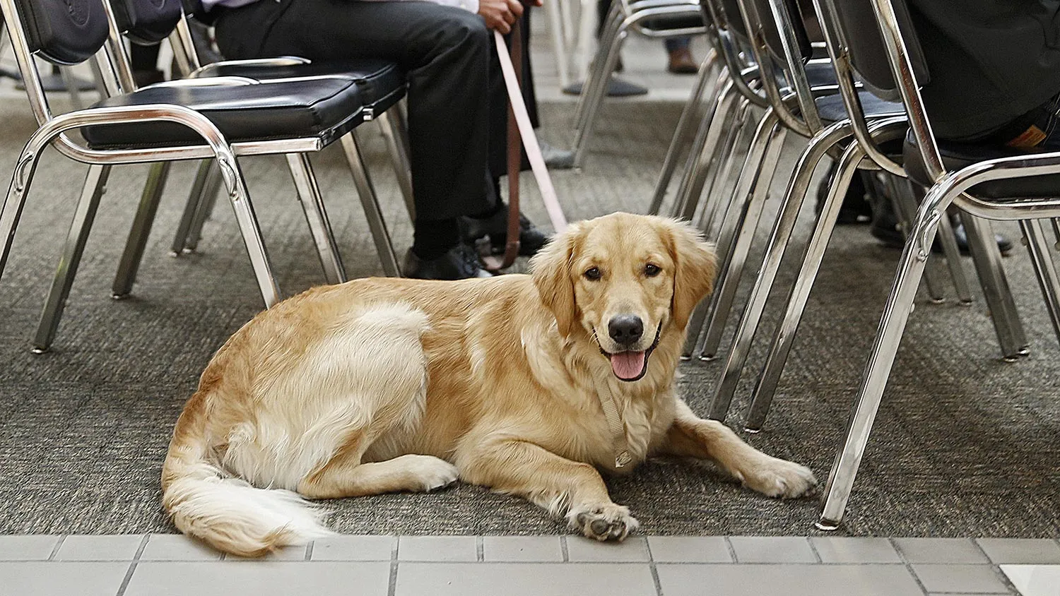 Voter Danny Hatfield of Denver, Colorado waits for his number to be called while waiting to register to vote with his dog 'Lucy' at the Denver Elections Division Building on November 4, 2014.
