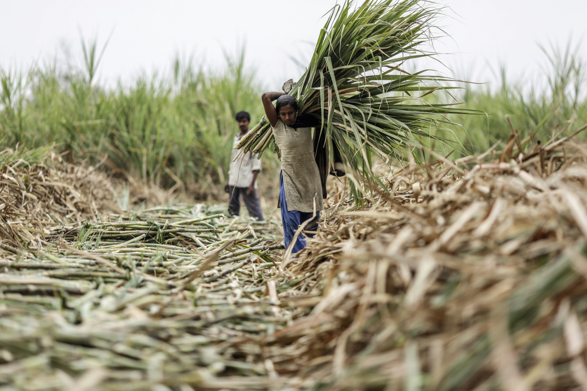 Сахарный тростник сбор. Сахарный тростник в Индии. Тростниковый сахар Индия. Сахар в Индии. Сбор сахара в Индии.