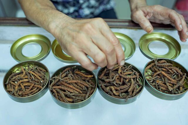 Several tins of yartsa gunbu are open on the counter. For each gram of yartsa garbo, Bastola charges 800 rupees (about $9), an extreme discount compared with prices in Beijing.