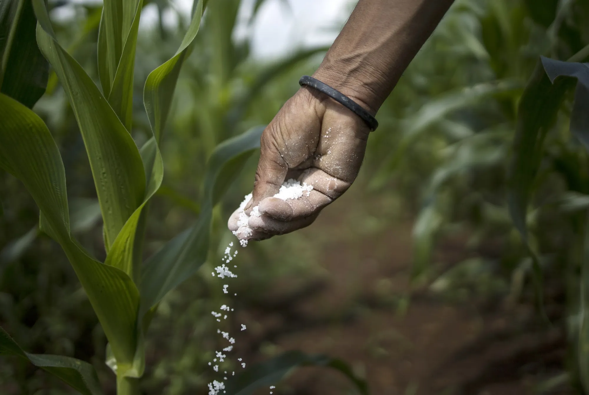 Tech Companies Swoop in on $24 billion India Farm-Data Grab 
