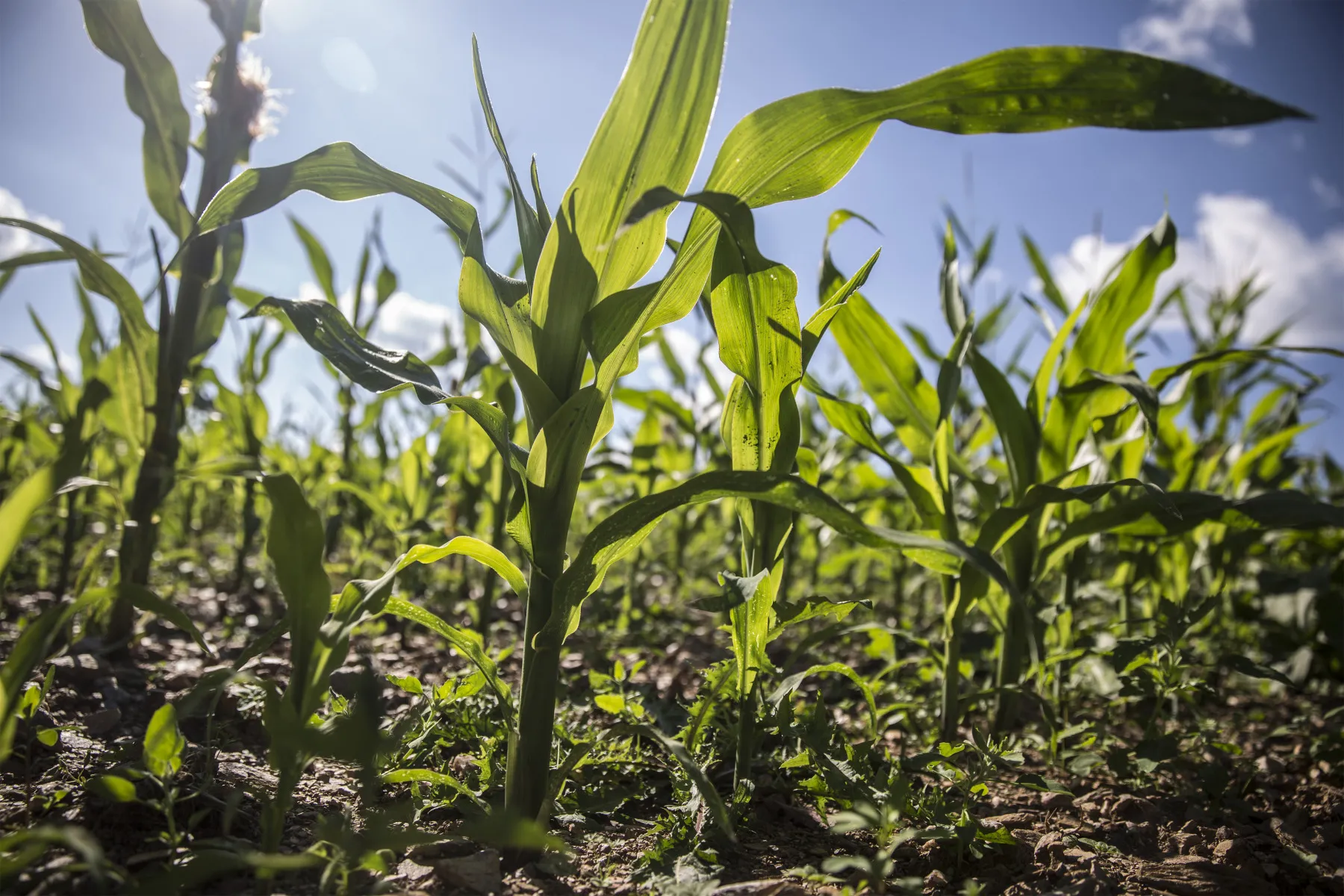 Crop Fields As French Corn Harvest Stunted By Drought