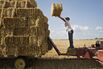 Farm hands stack bales of straw as they are collected in a field of where soft red winter wheat has been harvested in Kirkland, Illinois.