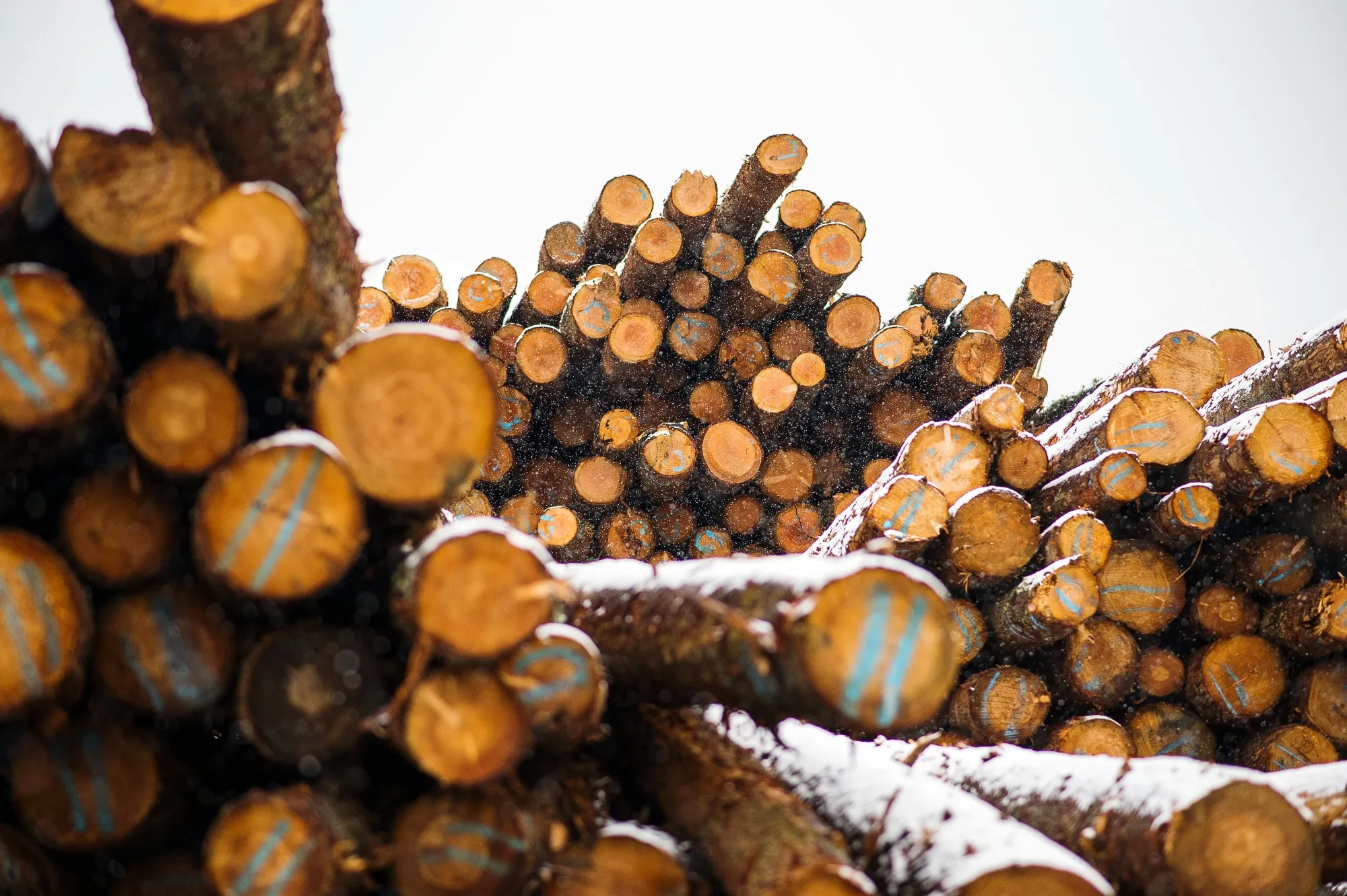 Western Canadian Timber Products Ltd. As Rally Expected To Continue