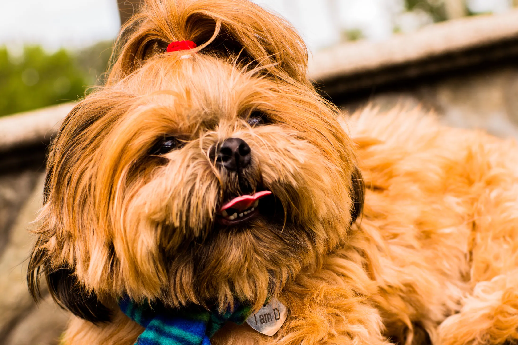 Chewy (CHWY) Is Having a Great 2020 as Pet Care Surges in the Pandemic -  Bloomberg