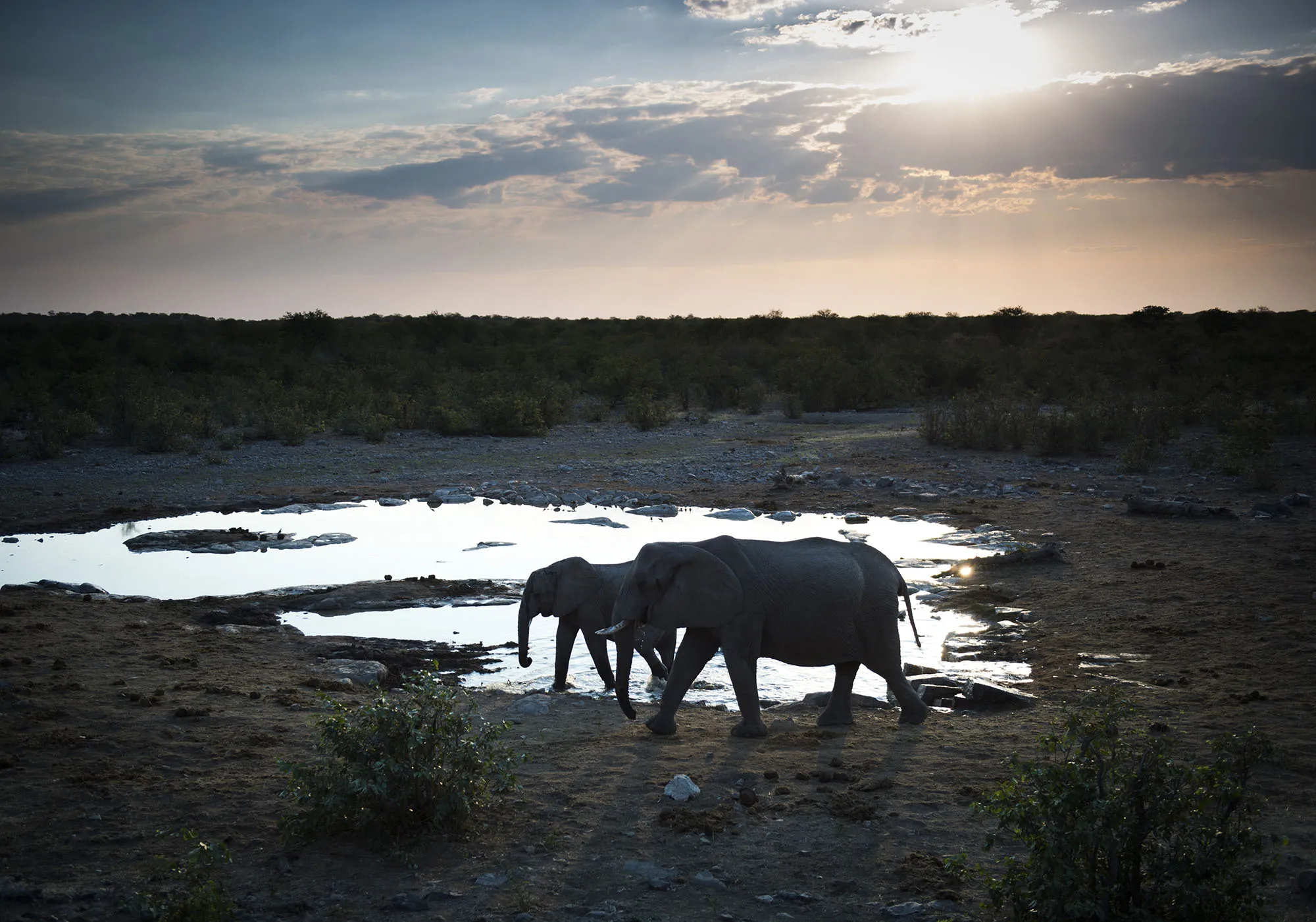 Elephants at waterhole in Namibia.