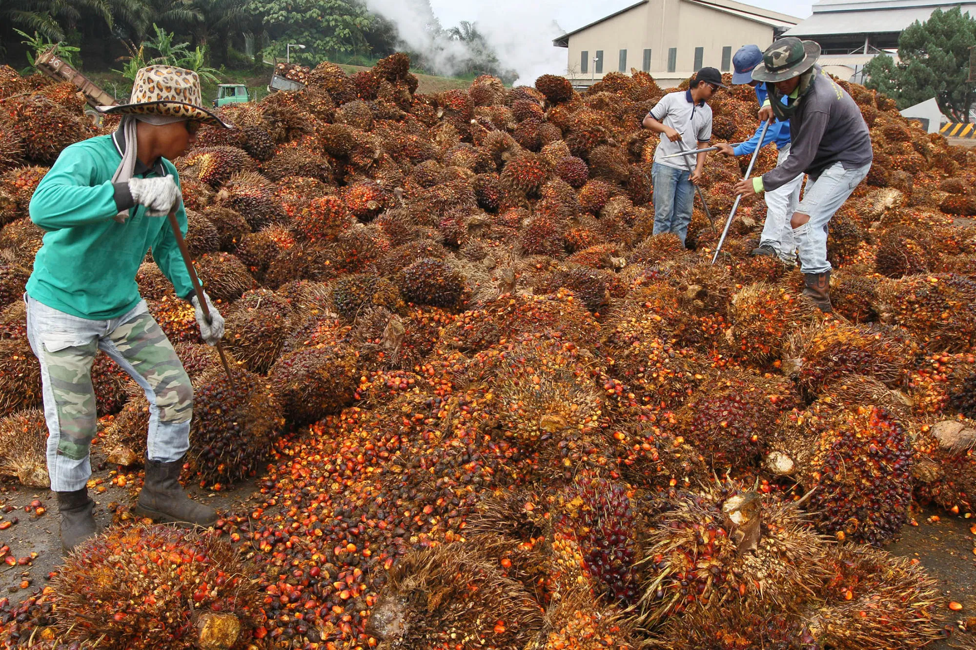 The lagged effects of “unfavorably” dry weather last year has been reflected in significantly reduced palm yields in several parts of Malaysia and Indonesia in December and January.
