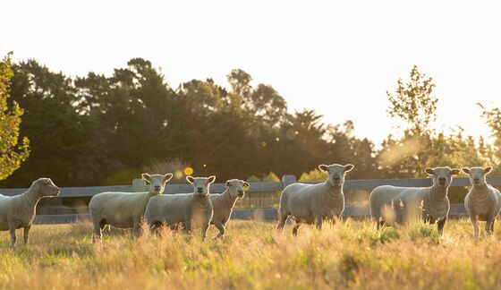 Organic Winemaking Is a Zoo With Armadillos, Falcons, and Pigs