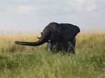 A young elephant in Chobe National Park, Botswana.