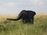 relates to Chinese, U.S. Zoos Face Ban on Buying Wild African Elephants