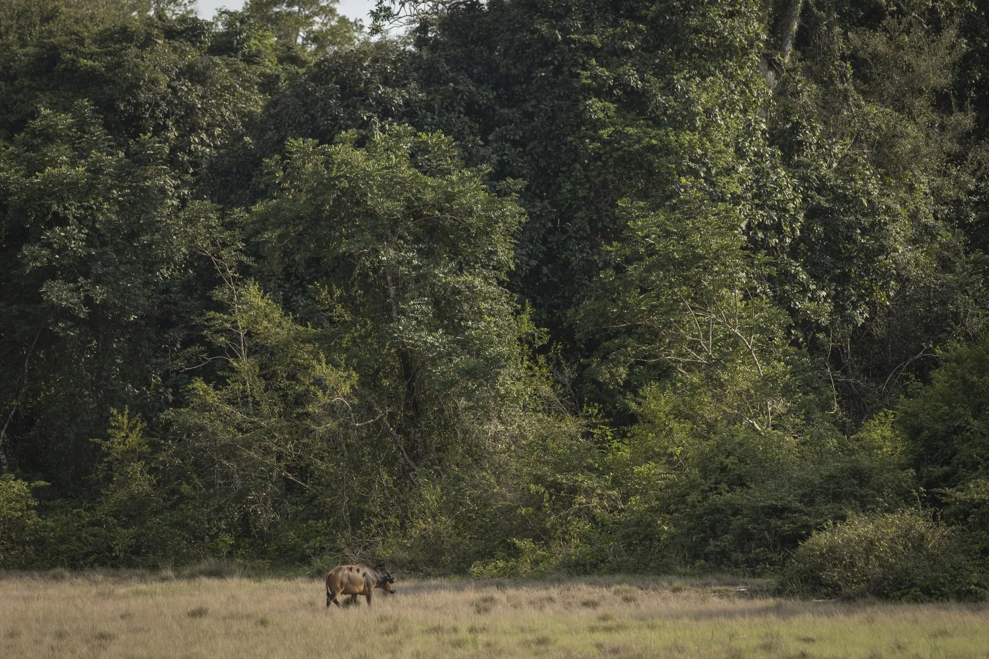 Gabon is one country that has sought to raise funds for environmental protection through selling offsets.