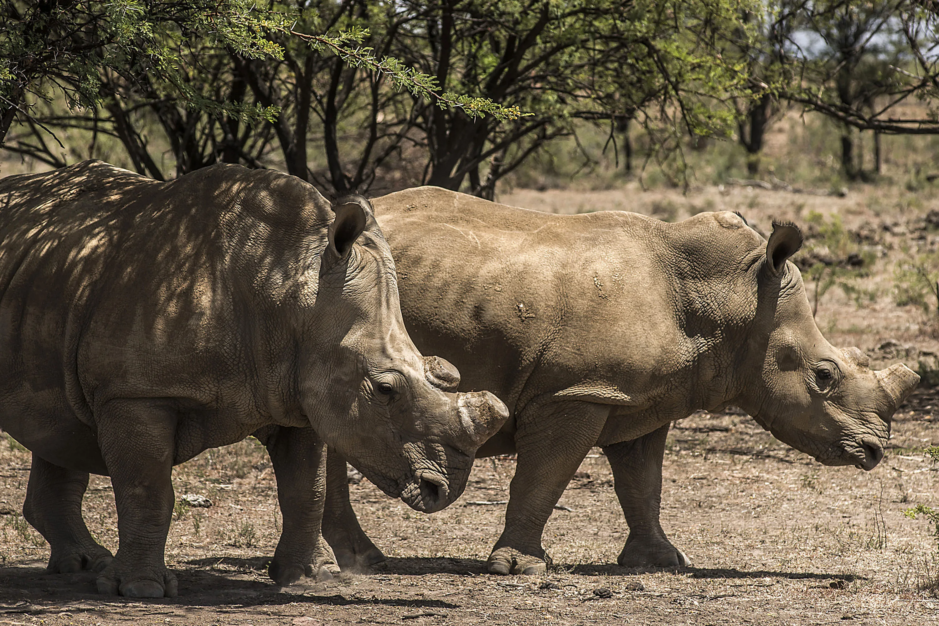 A pair of rhinos with their horns removed as an anti-poaching measure graze on a ranch&nbsp;in South Africa.&nbsp;