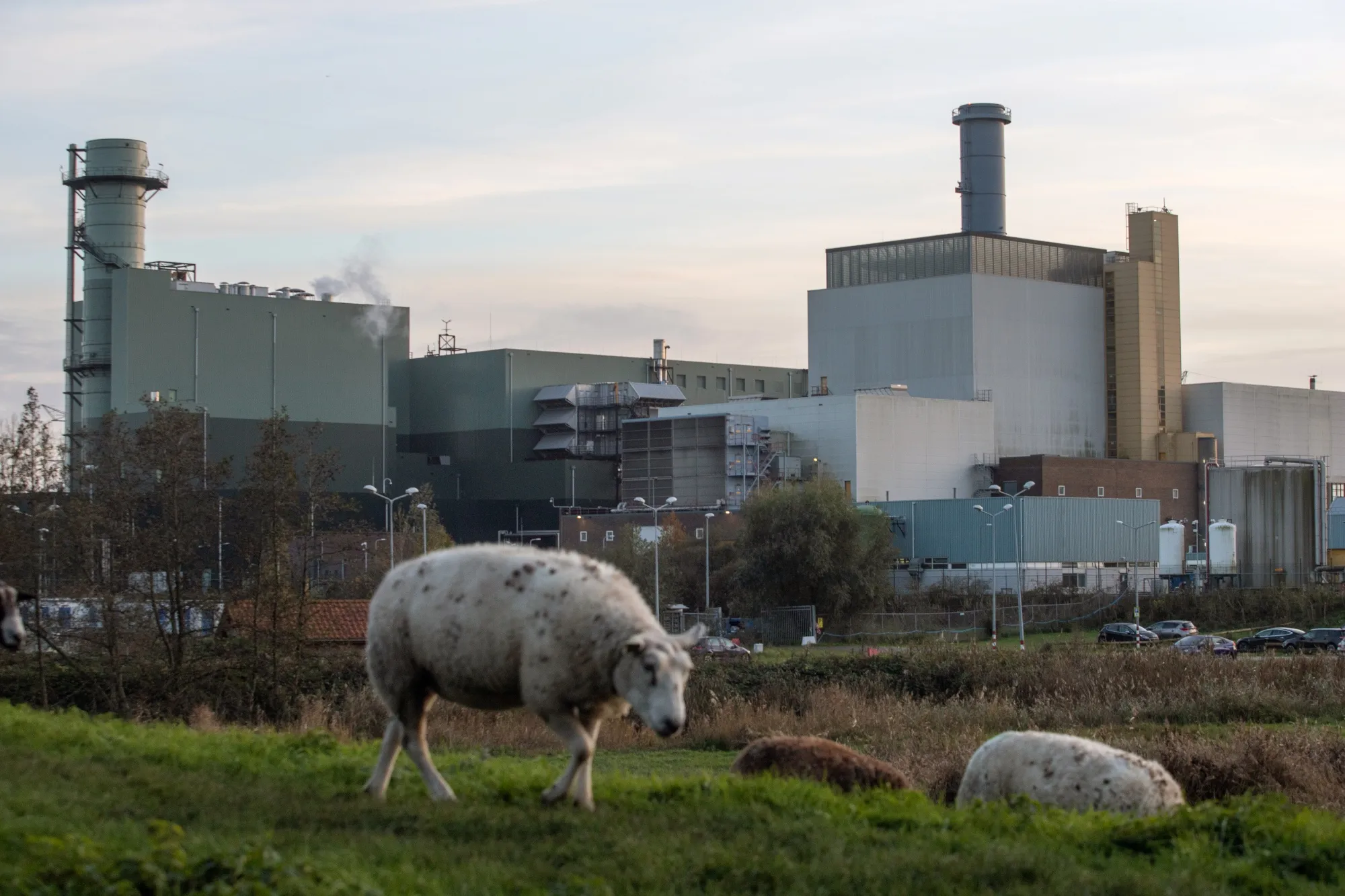 Sheep graze near the Diemen natural gas power plant&nbsp;in Muiden, Netherlands.