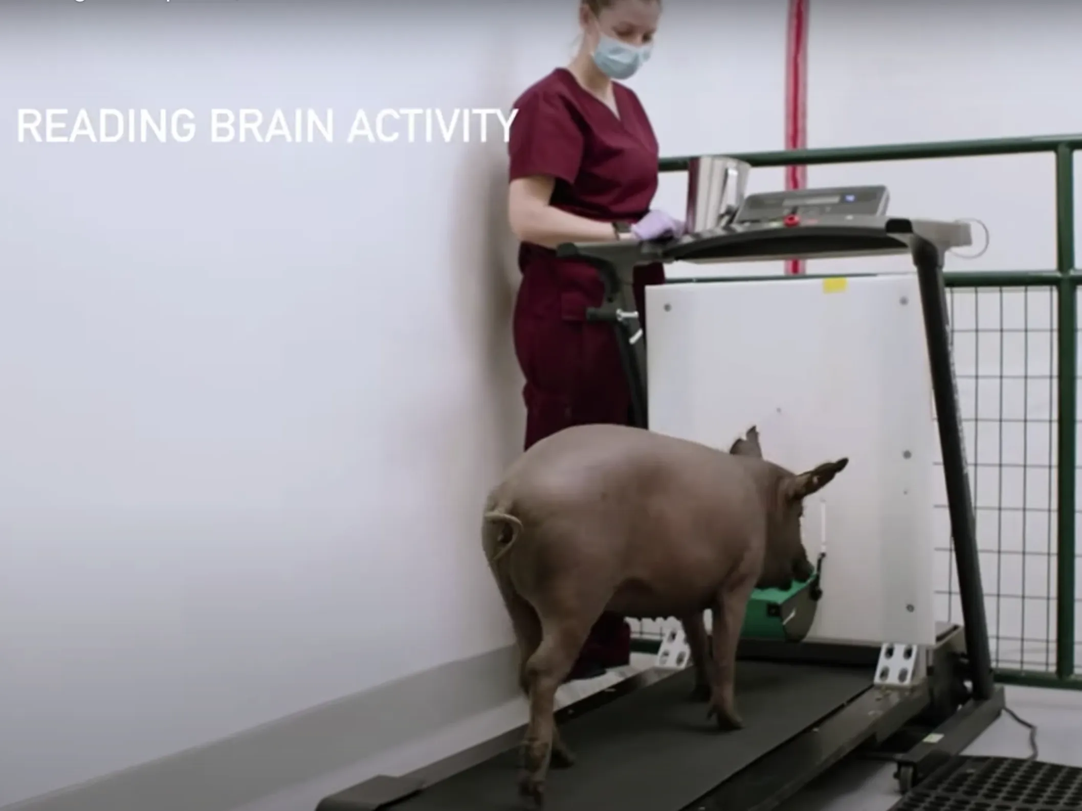 A pig having its brain activity read as it moves on a treadmill at Neuralink’s headquarters in Fremont, California.