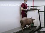 A pig having its brain activity read as it moves on a treadmill at Neuralink’s headquarters in Fremont, California.