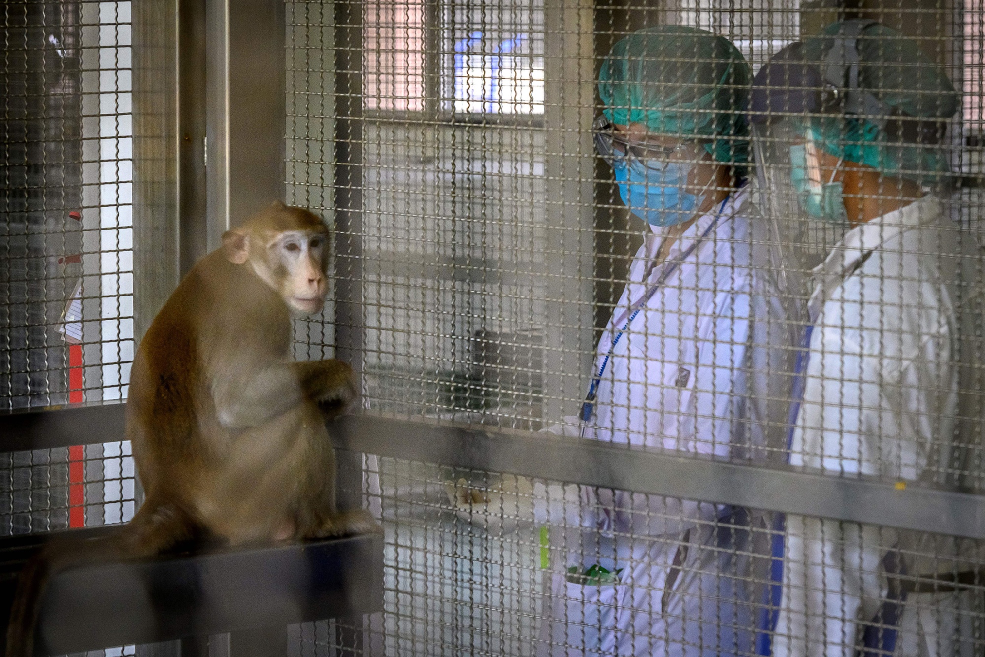 America has a shortage of lab monkeys