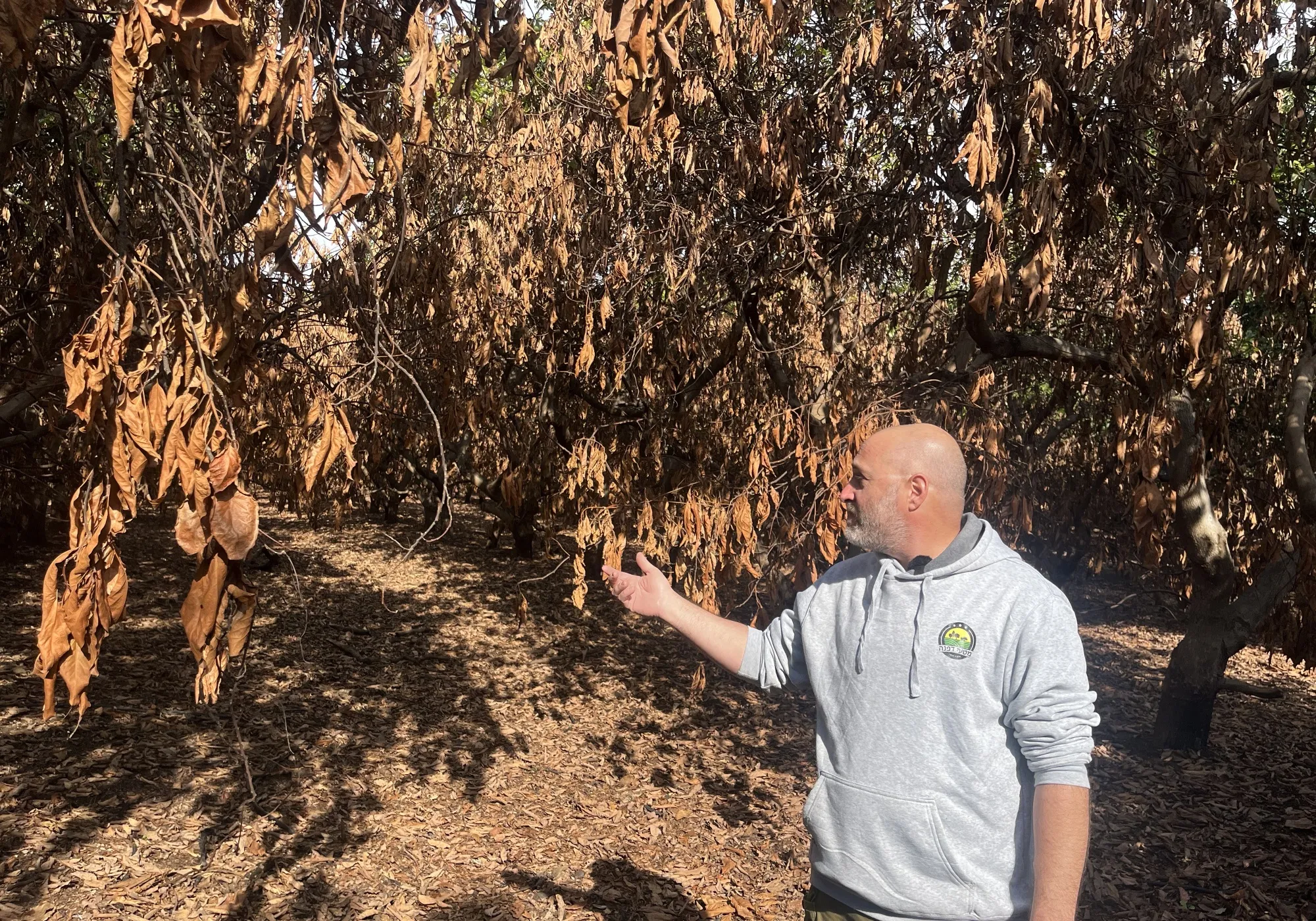 Magen Shenhav, who oversees the avocado orchards of Kibbutz Dafna, showing the burnt trees from Hezbollah missiles that caused fires.