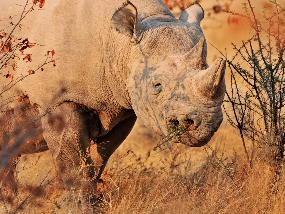 A white rhinoceros at Etosha National Park, Namibia.