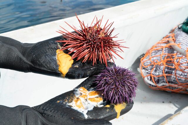 Jeff Maassen holding a red urchins and a purple Urchins) on his boat in the Pacific Ocean near San Miguel. California, Channel Islands. February 21, 2020.