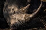Rhino Poachers on Retreat in South Africa’s Kruger National Park