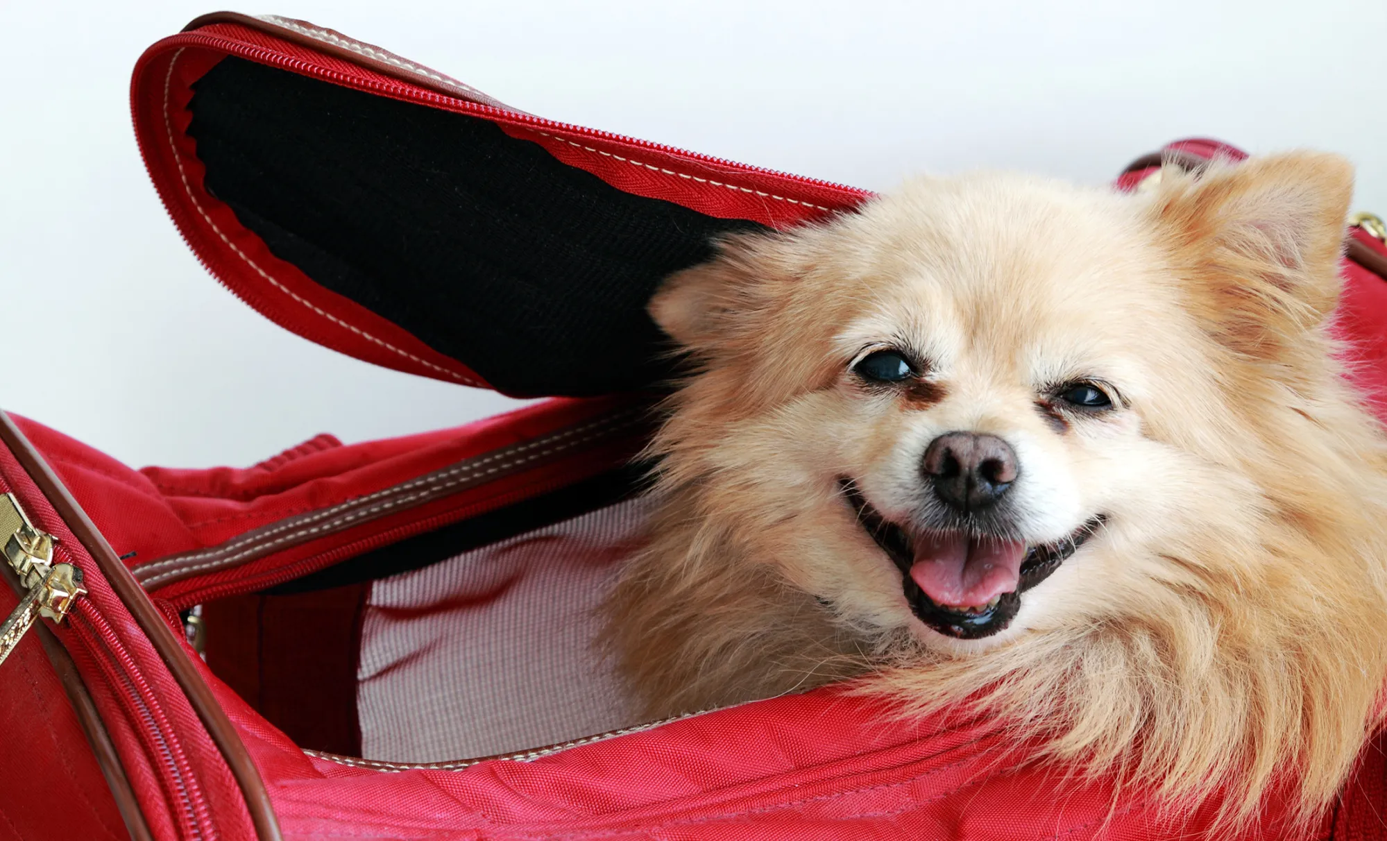 Dog in Pet Carrier