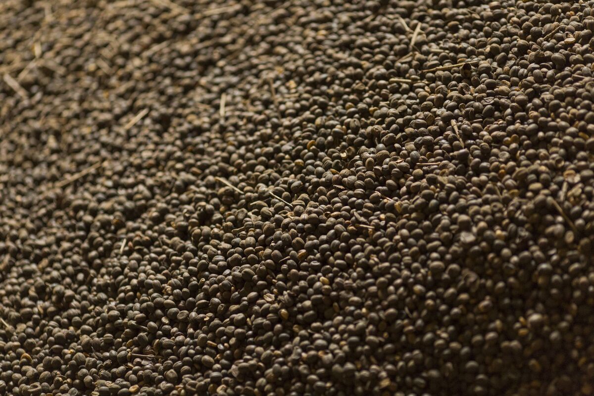 Arabica Coffee Falls as Brazil Rains Aid Crop Outlook