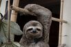 VENEZUELA-ENVIRONMENT-NATURE-SLOTHS