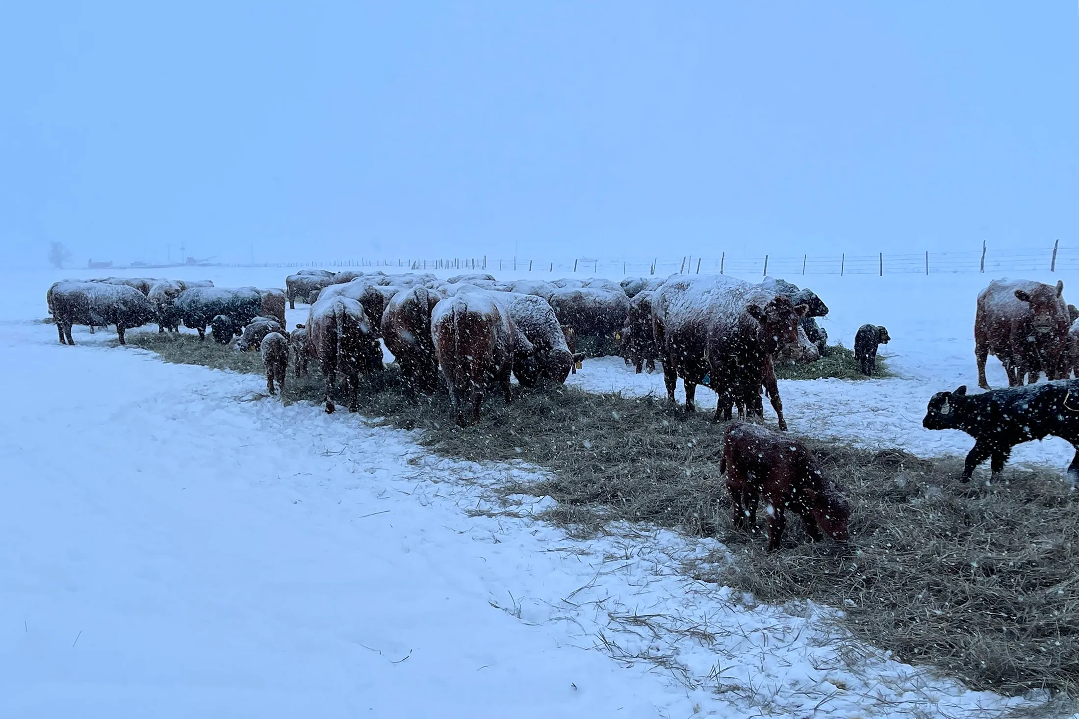 Cattle in Manhattan, Montana.