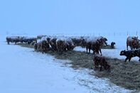 relates to It’s So Cold on the Plains That Calves’ Ears Are Falling Off