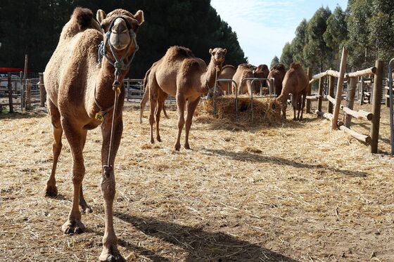 The World Wants More Camel Milk. Australia Can Help