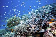 Reef scene with fish and corals