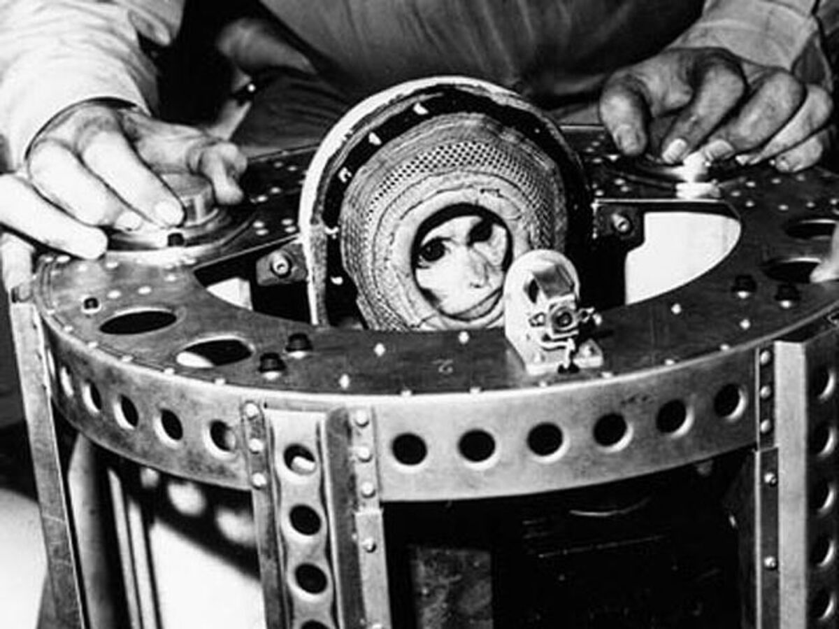 Animals in Space - Bloomberg Animals in Space - Bloomberg
