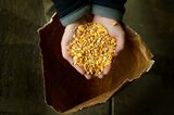 Moves To Grow GM Crops In Britain Rejected By British MPs