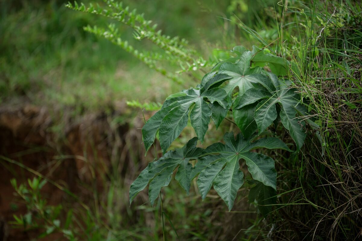 Árboles y plantas ayudan a sanar tierra contaminada por minería ilegal de oro en Colombia