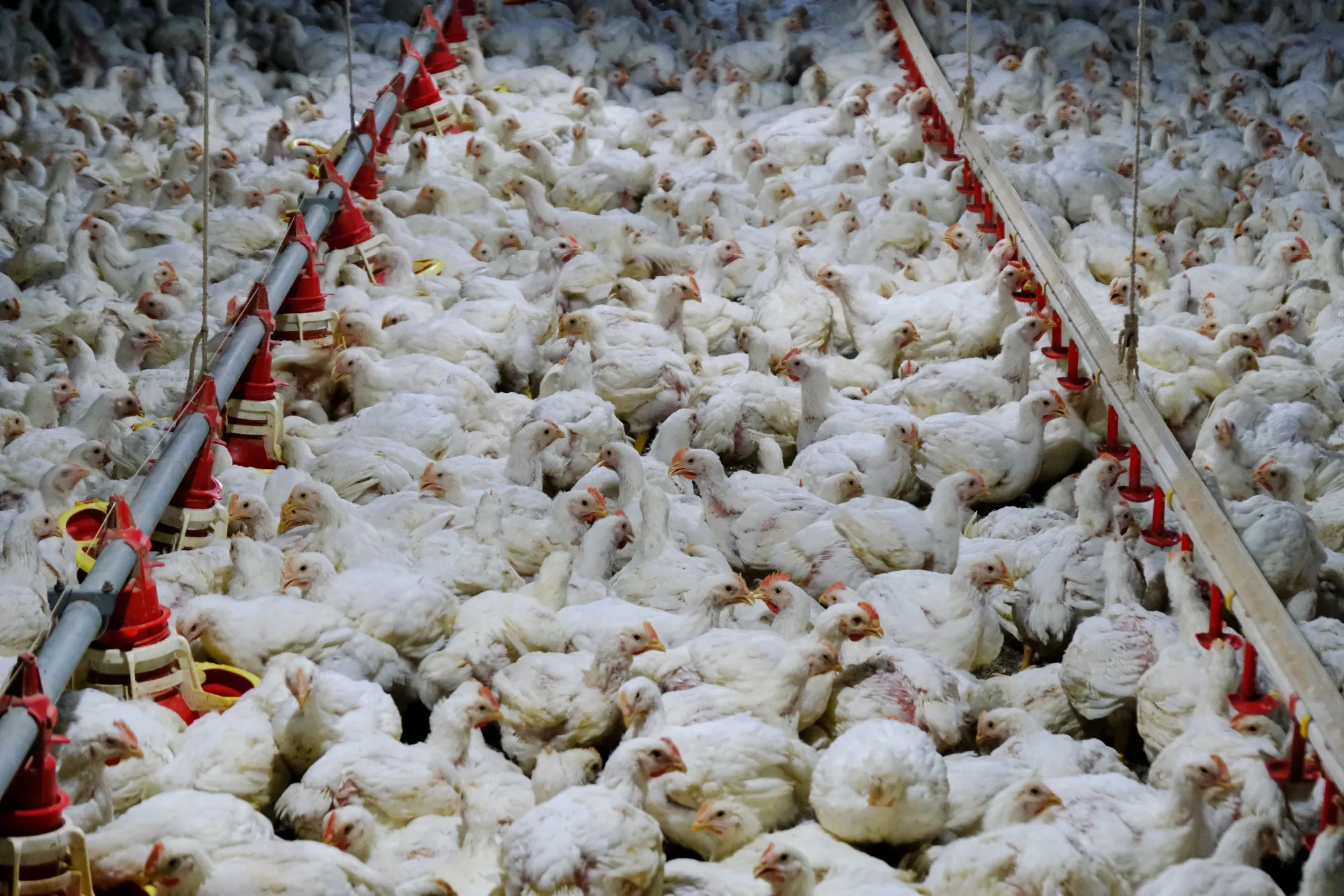 Chickens inside a poultry farm.