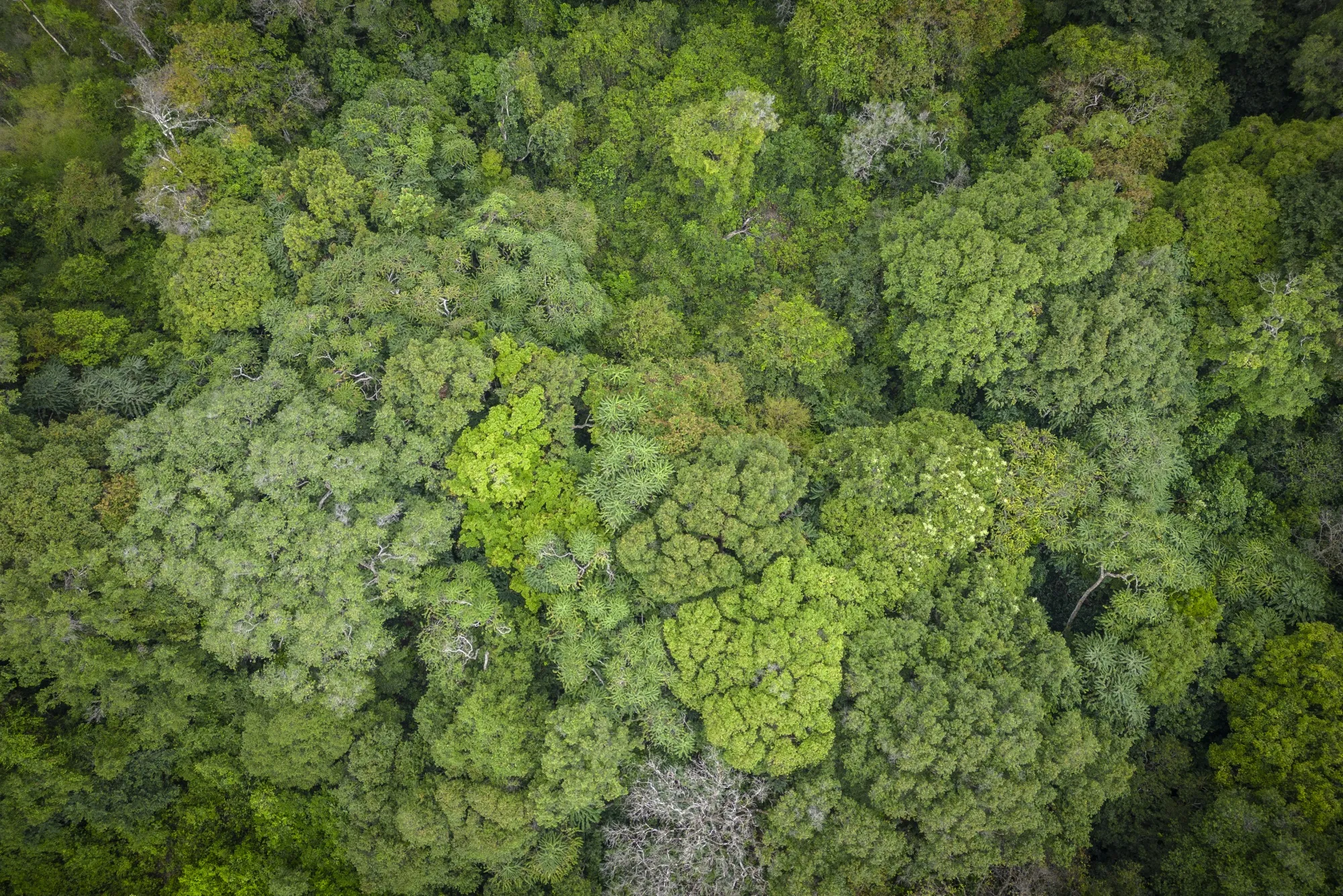 An area of dense primary forest in the Loango National Park, Gabon. Africa has the world’s second-biggest tropical forests after South America.