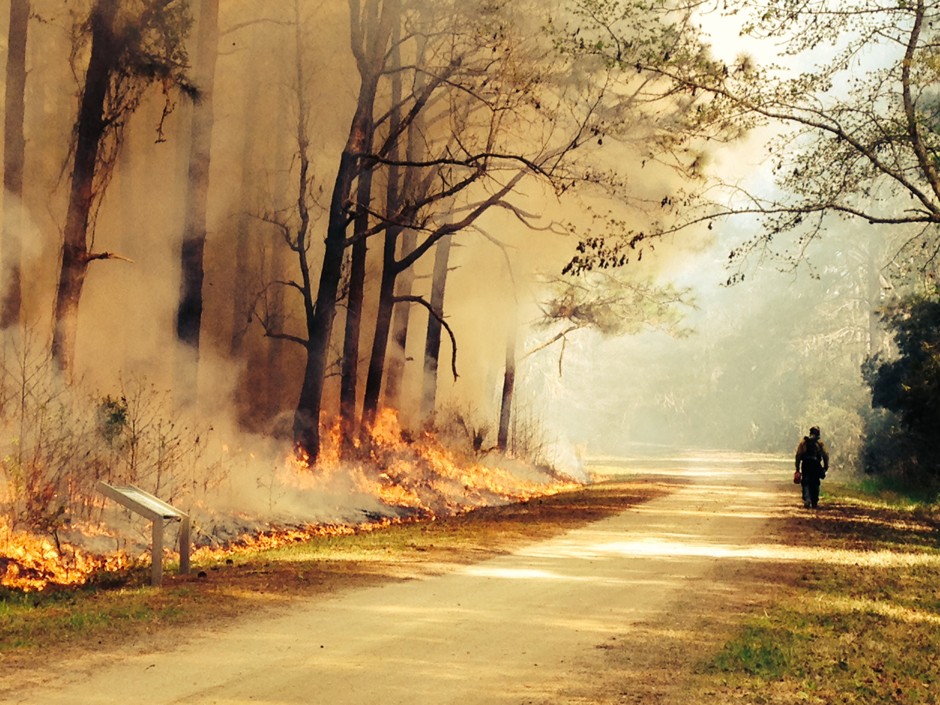 A firefighter patrols the fireline during a prescribed fire at Pickney Island National Wildlife Refuge in March 2014.