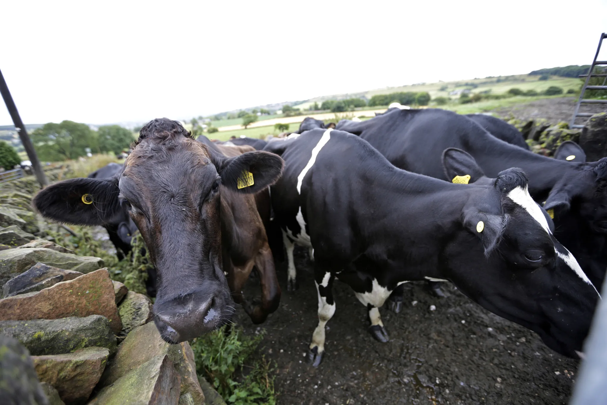 Operations at a Diary Farm And Milk Processing Centre