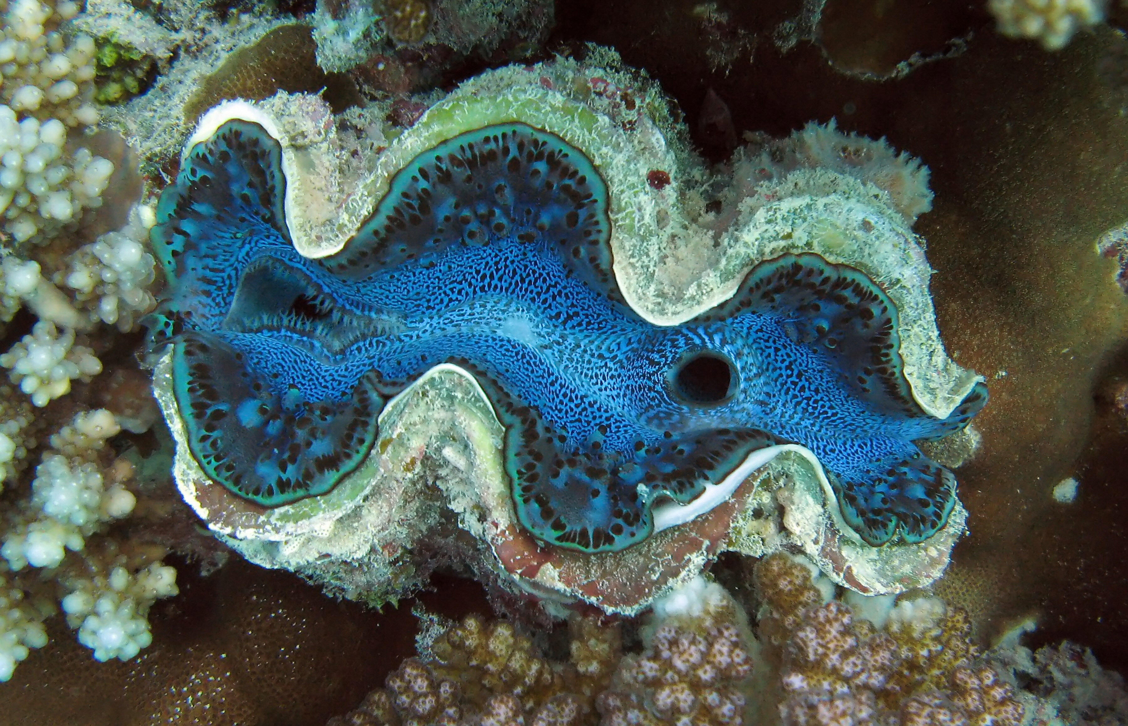 China Poaching Giant Clams Is a Step to 
