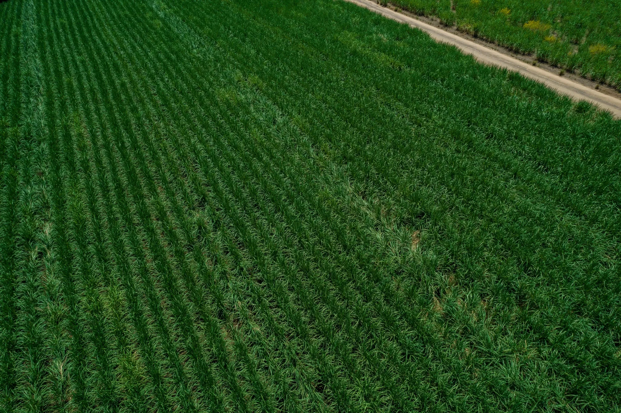 Campos de cana-de-açúcar em Piracicaba, estado de São Paulo