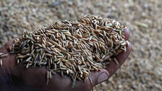 Rice in the Desert: Pandemic Spurs UAE to Grow More Food
