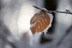A frost-covered leaf in Heidelberg, southwestern Germany.