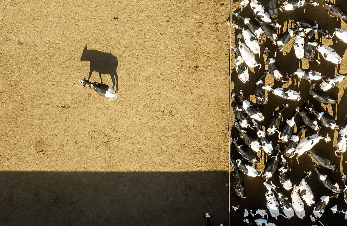 California Farms Are Roiled by 40% of US Bird Flu Cases in Cows